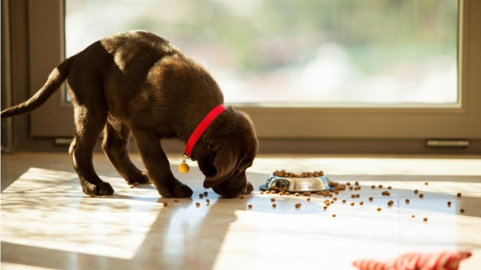 What Causes a Puppy to Stop Growing?